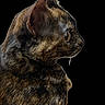cat, tortoiseshell, profile, closeup, animal, pet, feline, fur, whiskers, ear, eye, black_background, portrait, indoor, looking_away, mammal, domestic_animal, cute, curious, isolated