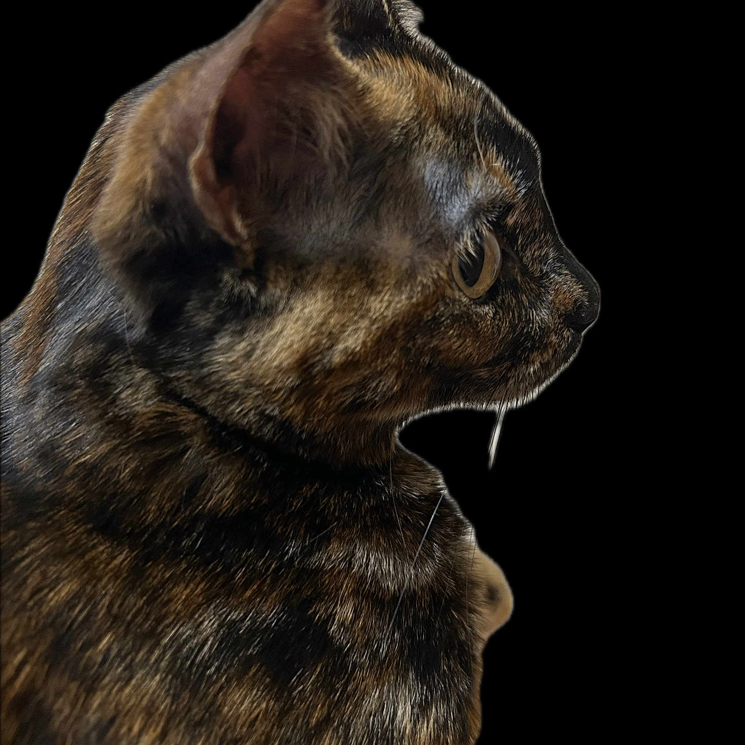 Murci