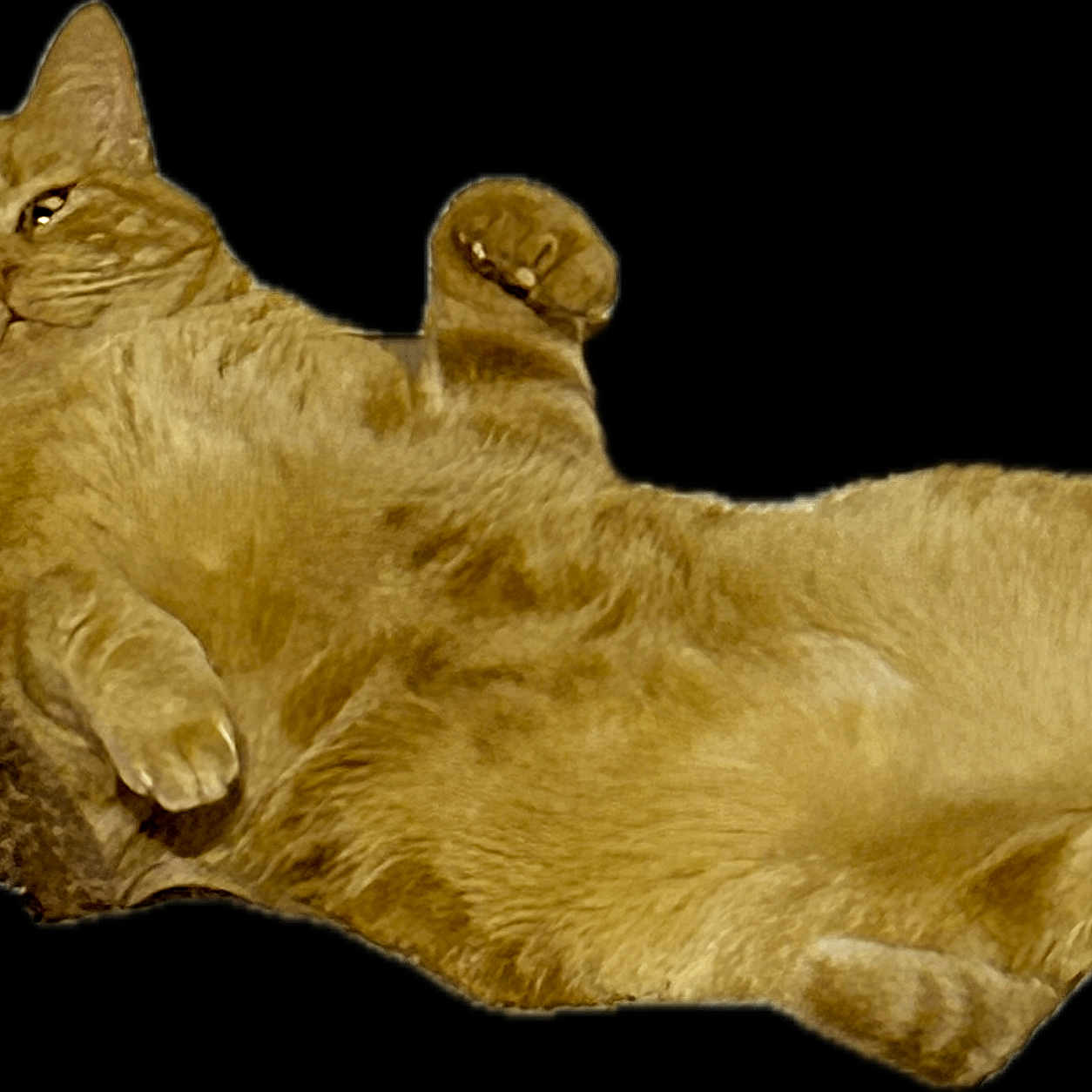Jerry The King joined the competition — help win amazing prizes! cat, orange_tabby, lying_down, relaxed, paws, feline, pet, mischievous, fur, whiskers, claws, cute, animal, domestic_cat, resting, isolated, black_background, portrait, playful, fluffy