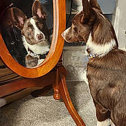 Foxy is registered to the contest to win money with this photo: dog, mirror, reflection, brown, white, ears, collar, carpet, wooden_furniture, indoor, pet, curious, looking, animal, portrait, side_view, face, sitting, home, furniture_leg