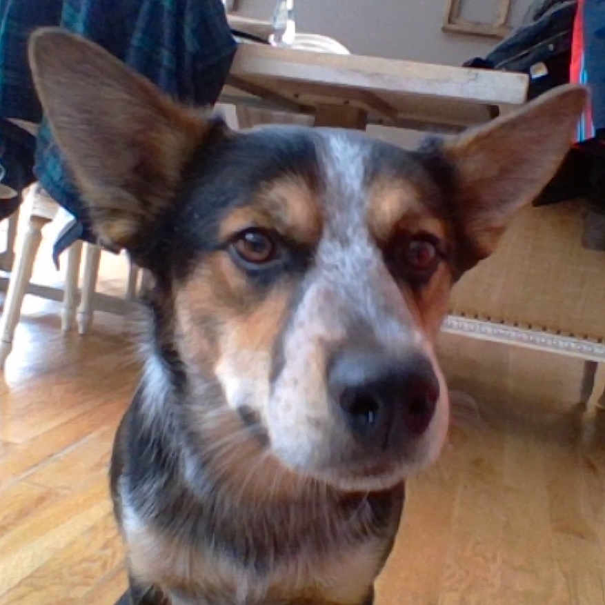 Tennessee Blue joined the competition — help win amazing prizes! animal, black, brown, chair, closeup, coat, curious, dog, domestic, ears, face, floor, furniture, house, indoor, living_room, pet, table, white, wooden_floor