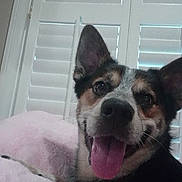 Tennessee Blue is registered to the contest to win money with this photo: dog, tongue_out, pet, indoor, blanket, window_shutters, happy, fur, animal, canine, close_up, face, ears, tongue, relaxed, cute, smiling, domestic_animal, companion, cozy