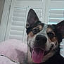 dog, tongue_out, pet, indoor, blanket, window_shutters, happy, fur, animal, canine, close_up, face, ears, tongue, relaxed, cute, smiling, domestic_animal, companion, cozy