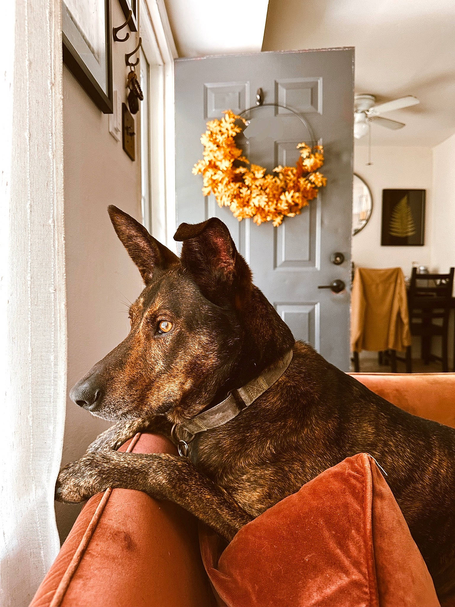 Sam joined the competition — help win amazing prizes! art, canidae, carnivore, chair, companion_dog, dog, dog_breed, door, event, fawn, flooring, fur, picture_frame, room, snout, sporting_group, tree, whiskers, window, wood