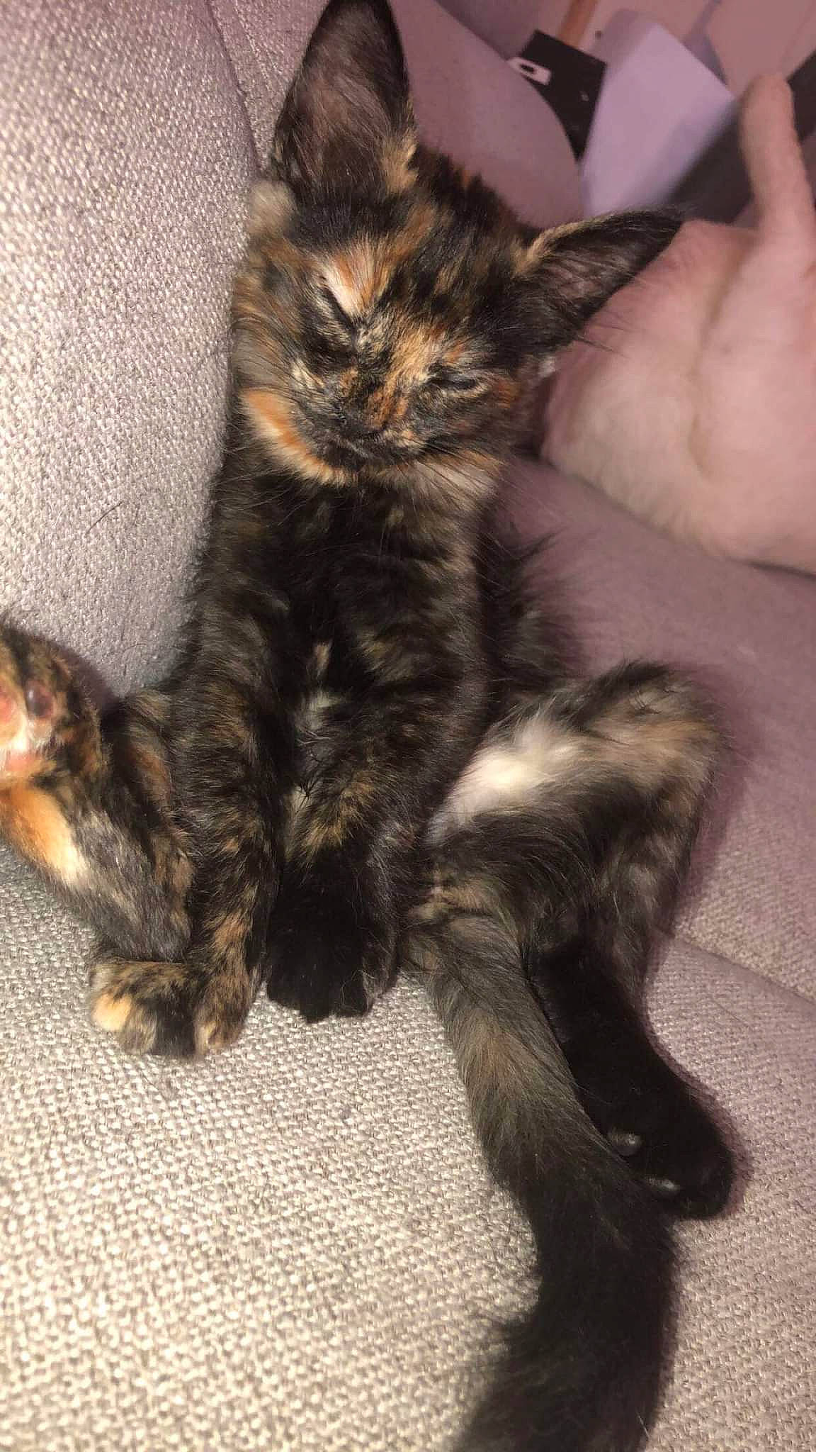 Mouchette a rejoint le concours — aidez-le/la à gagner de superbes lots ! carnivore, cat, claw, comfort, domestic_short_haired_cat, felidae, foot, fur, nail, paw, small_to_medium_sized_cats, snout, tail, terrestrial_animal, whiskers