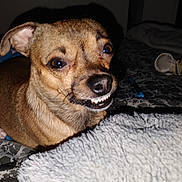 Pj Beckum is registered to the contest to win money with this photo: animal, bed, blanket, brown, canine, closeup, cozy, cute, dog, domestic, expression, face, flash, fur, indoor, pet, resting, small_dog, smile, teeth