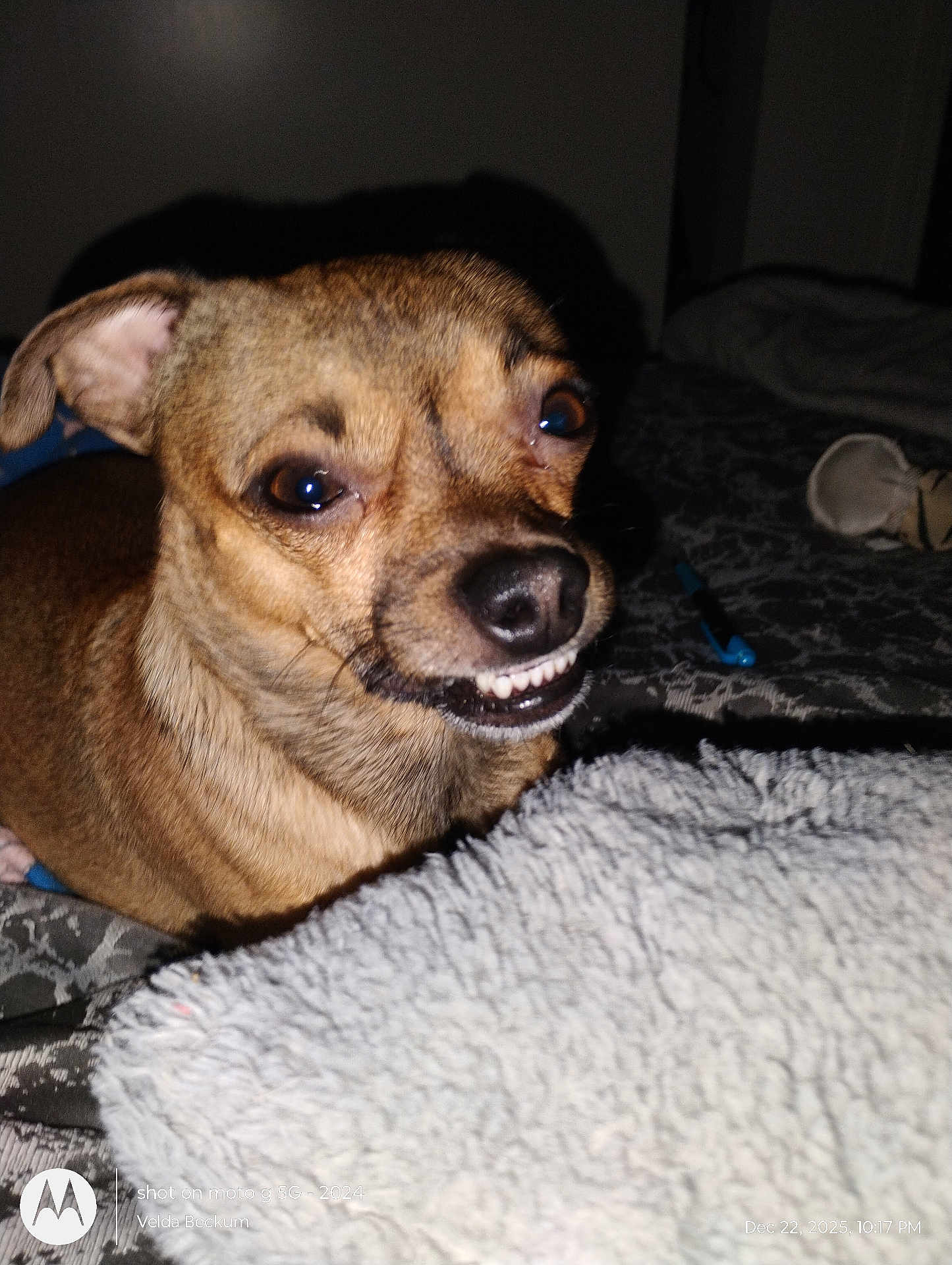 Pj Beckum is registered to the contest to win money with this photo: animal, bed, blanket, brown, canine, closeup, cozy, cute, dog, domestic, expression, face, flash, fur, indoor, pet, resting, small_dog, smile, teeth