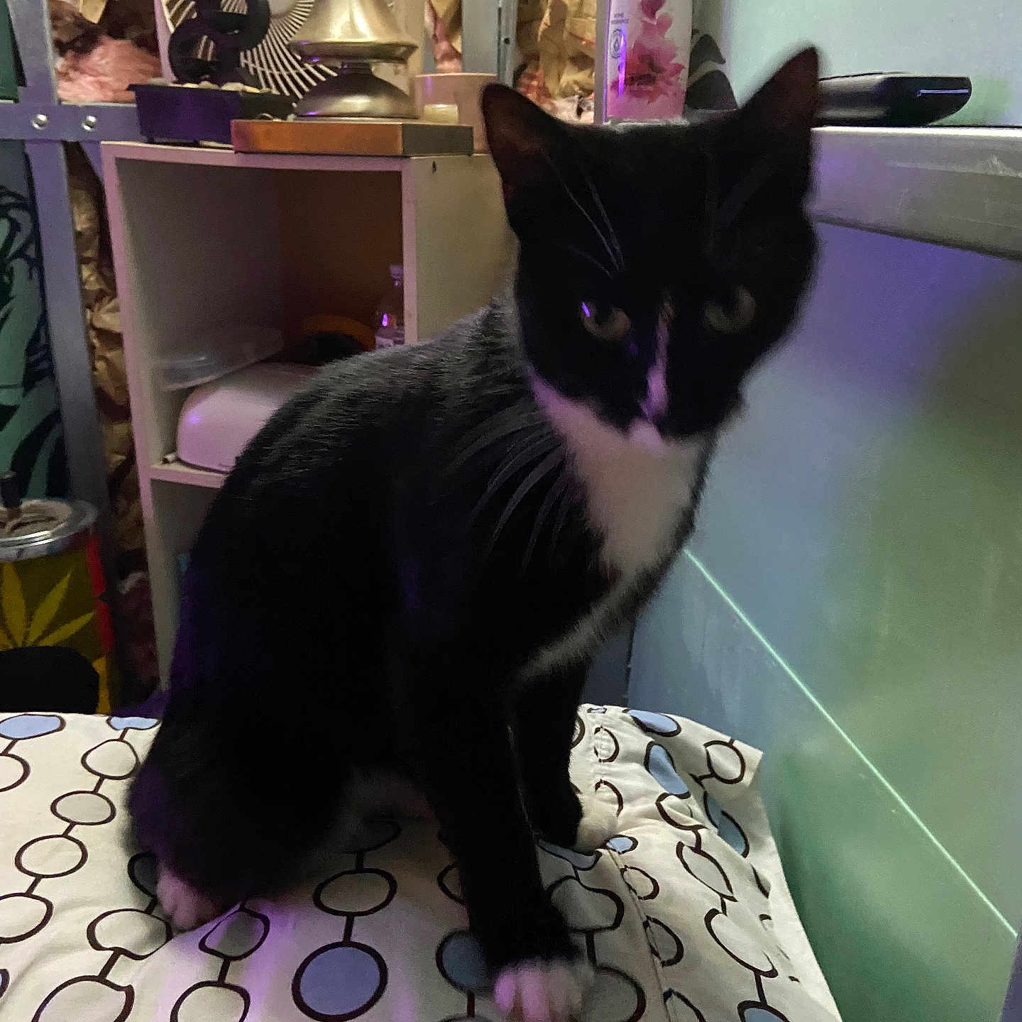 Lucky joined the competition — help win amazing prizes! animal, bed, bedroom, blackcat, cat, closet, computer, cupboard, desk, device, electronics, furniture, indoors, kitten, manx, pc, pet, shelf, table, wood