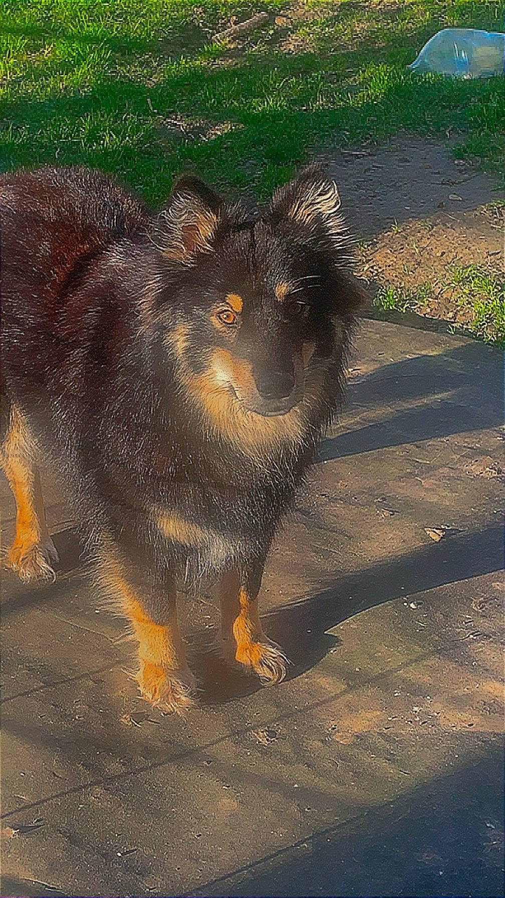 Taska participe au concours pour gagner de l'argent avec cette photo : asphalt, canidae, carnivore, claw, dog_breed, fawn, felidae, fur, grass, marsupial, plant, road_surface, rodent, small_to_medium_sized_cats, sporting_group, squirrel, tail, terrestrial_animal, tree, whiskers