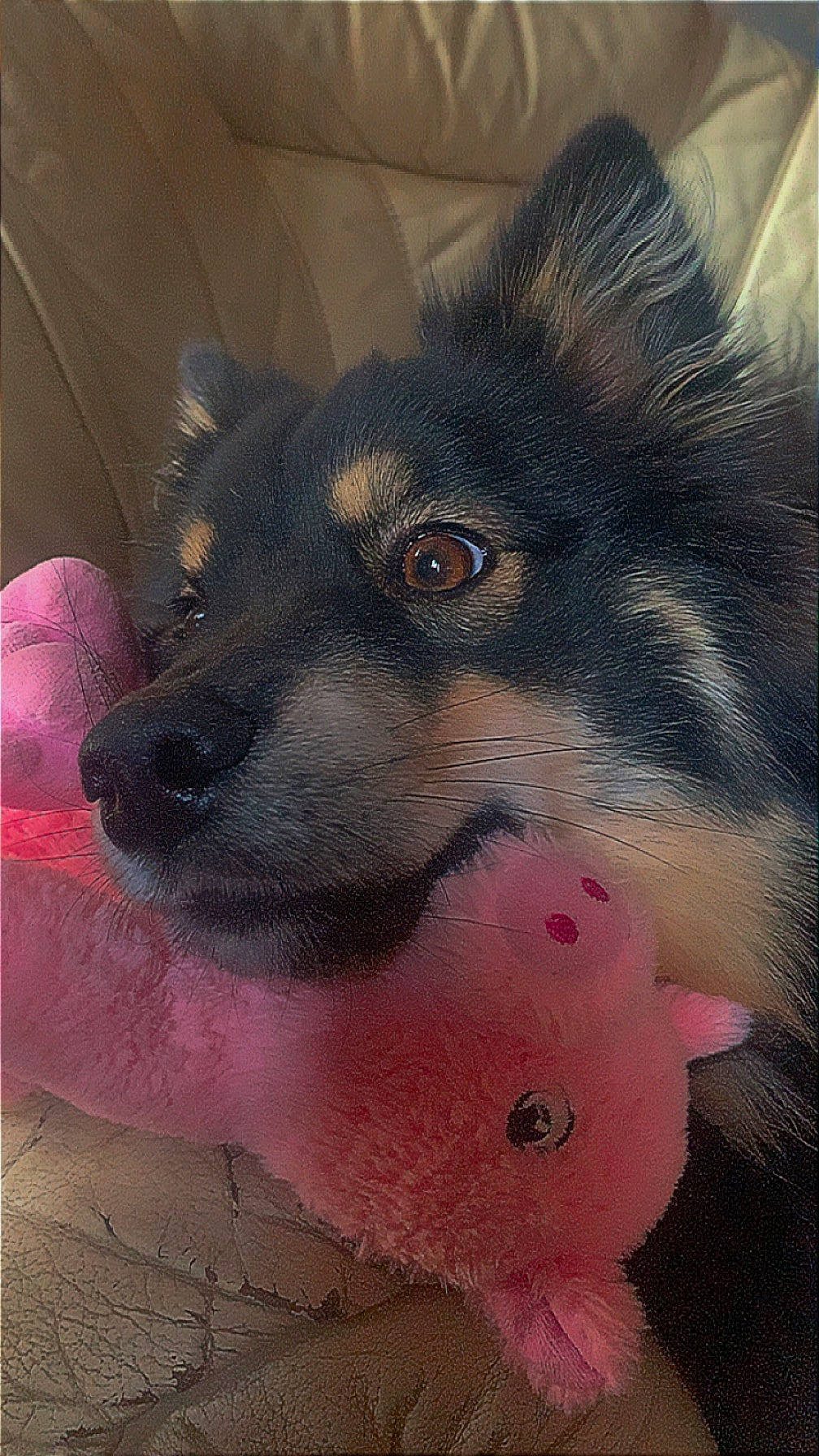 Taska a rejoint le concours — aidez-le/la à gagner de superbes lots ! art, canidae, canis, carnivore, companion_dog, dog, dog_breed, dog_supply, drawing, fawn, fur, paw, pet_supply, snout, sporting_group, terrestrial_animal, visual_arts, whiskers, working_animal, working_dog