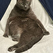 Beaudreaux is registered to the contest to win money with this photo: animal, blanket, cat, comfort, cute, domestic_animal, ears, feline, fur, gray_cat, indoor, lounging, paw, pet, relaxed, resting, sitting, tail, texture, whiskers