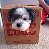 Baxter joined the competition — help win amazing prizes! box, canidae, carmine, carnivore, carton, companion_dog, dog, dog_breed, dog_supply, foot, maltepoo, packaging_and_labeling, pet_supply, puppy, shipping_box, small_terrier, snout, terrier, toy_dog, working_animal