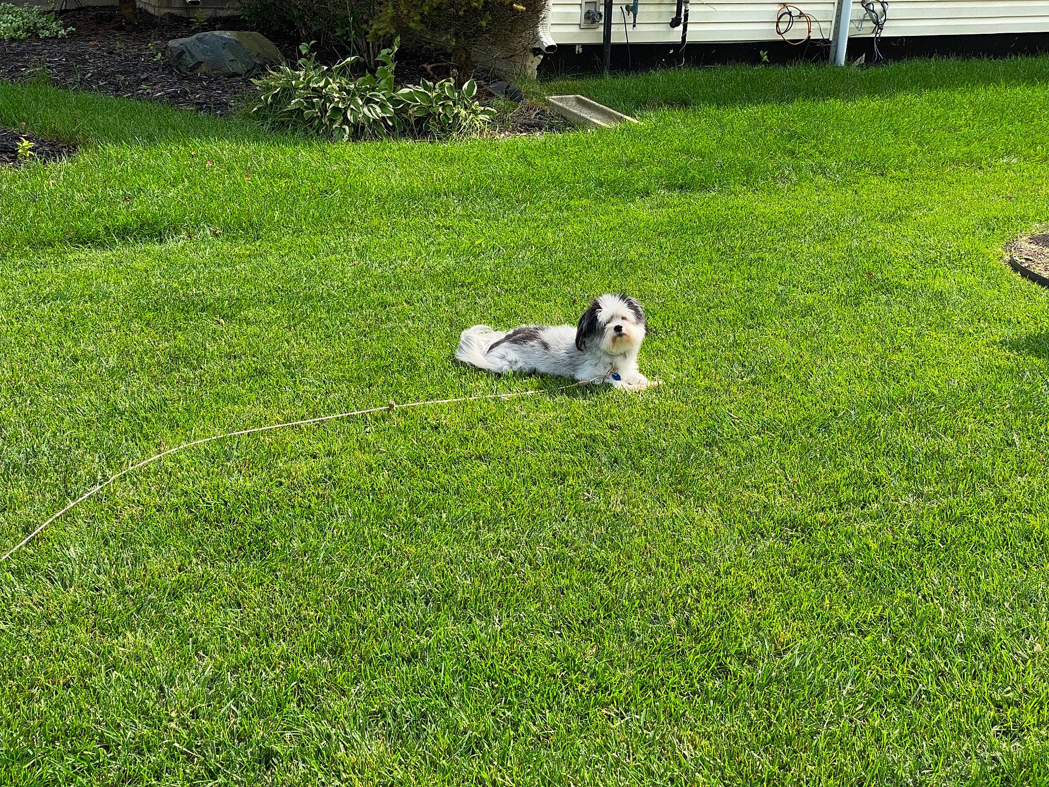 Baxter is registered to the contest to win money with this photo: bench, canidae, carnivore, companion_dog, dog, dog_breed, grass, grass_family, groundcover, hound, lawn, pasture, sporting_group, working_animal, working_dog, yard