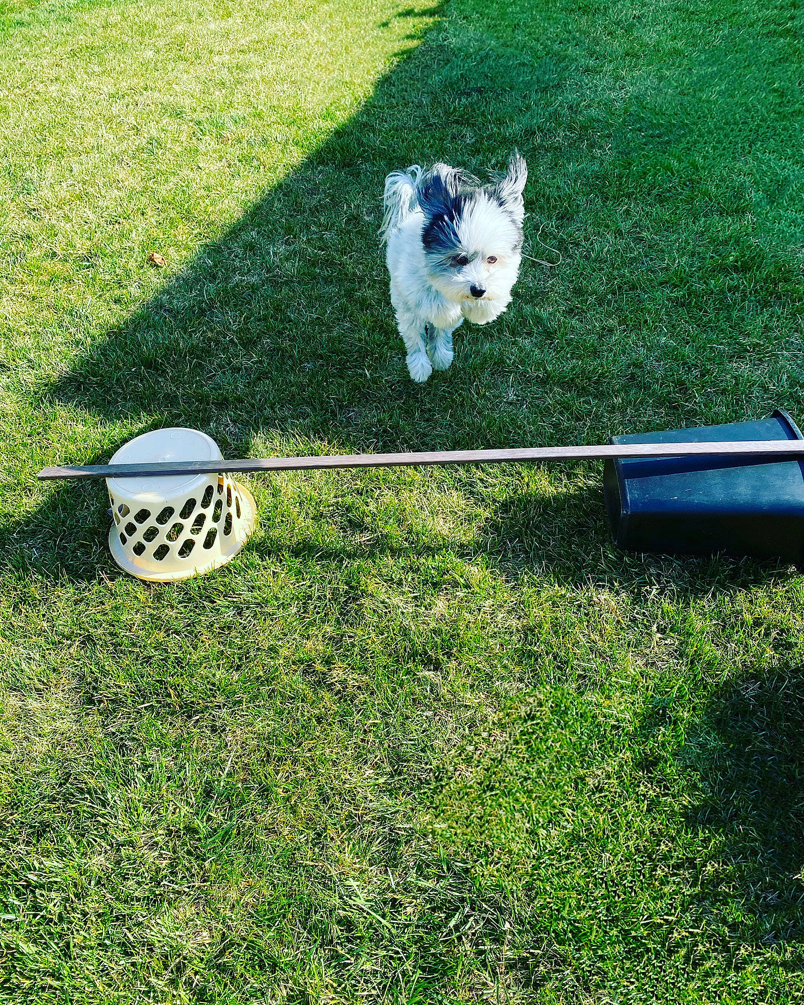 Baxter is registered to the contest to win money with this photo: ball, canidae, carnivore, companion_dog, dog, dog_breed, dog_supply, golf_ball, golf_equipment, grass, lawn, maltepoo, non_sporting_group, pet_supply, small_terrier, terrier, toy_dog, west_highland_white_terrier, yard