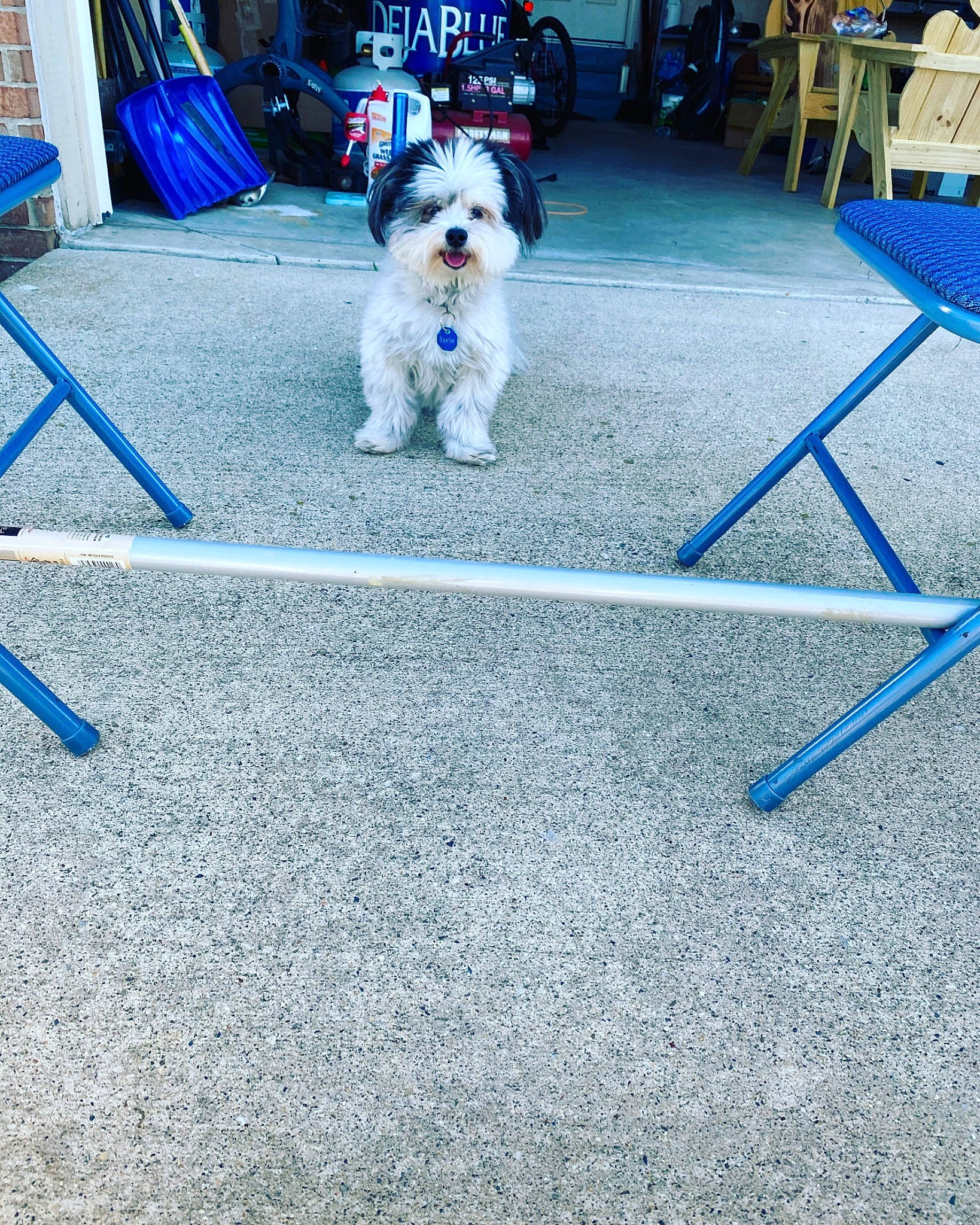 Baxter joined the competition — help win amazing prizes! biewer_terrier, canidae, carnivore, collar, companion_dog, dog, dog_breed, dog_collar, dog_supply, folding_chair, maltepoo, mammal, outdoor_furniture, pet_supply, small_terrier, sporting_group, sporting_lucas_terrier, terrier, toy_dog, working_animal