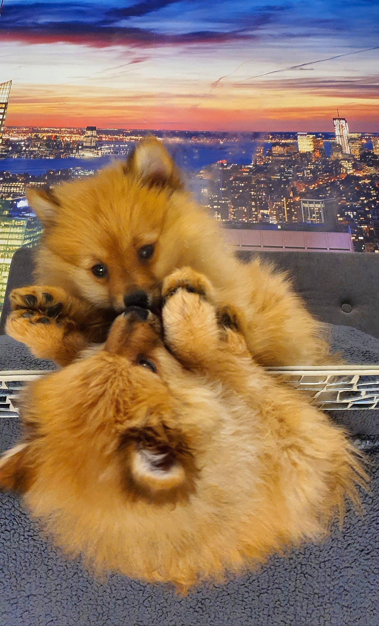 Jedi joined the competition — help win amazing prizes! canidae, carnivore, companion_dog, dog, dog_breed, fawn, finnish_spitz, fur, german_spitz, german_spitz_klein, german_spitz_mittel, mammal, non_sporting_group, pomeranian, puppy, snout, spitz, toy_dog, volpino_italiano, whiskers