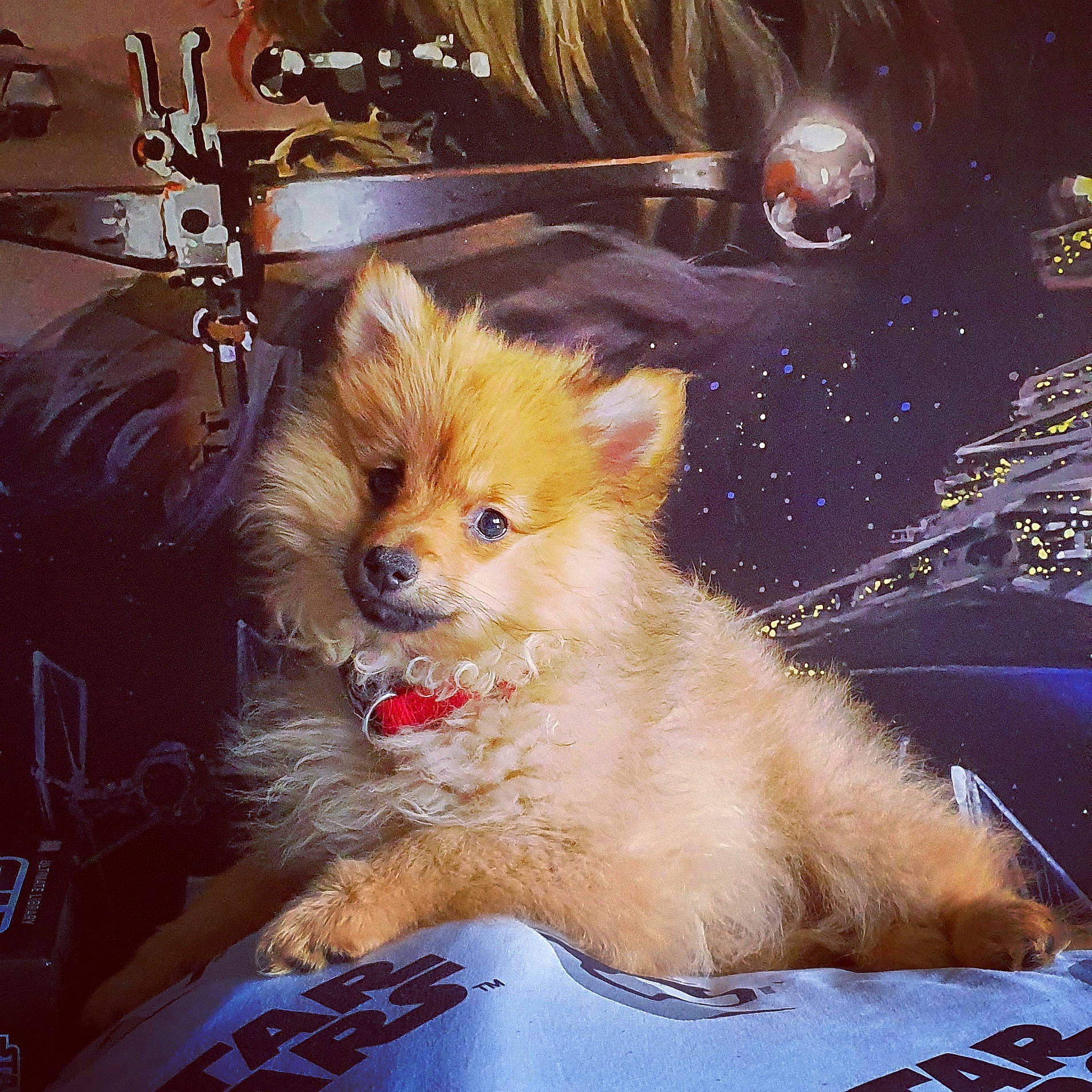 Jedi joined the competition — help win amazing prizes! canidae, carnivore, companion_dog, dog, dog_breed, fawn, german_spitz, german_spitz_klein, german_spitz_mittel, mammal, non_sporting_group, norwich_terrier, pomeranian, puppy, puppy_love, rare_breed_dog, spitz, sporting_group, toy_dog, volpino_italiano