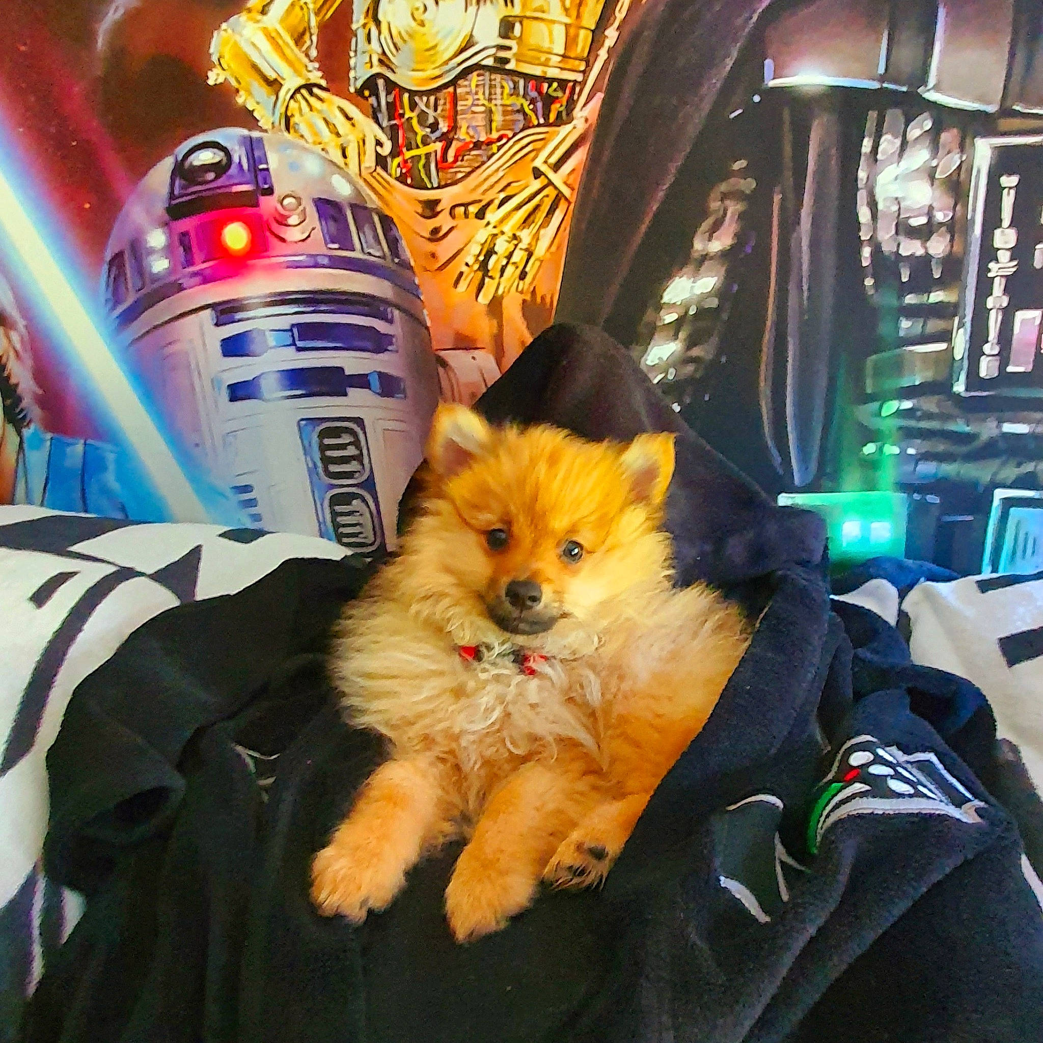 Jedi joined the competition — help win amazing prizes! canidae, carnivore, cavachon, companion_dog, dog, dog_breed, german_spitz, german_spitz_klein, german_spitz_mittel, mammal, non_sporting_group, pomeranian, puppy, spitz, sporting_group, toy_dog, vertebrate, volpino_italiano