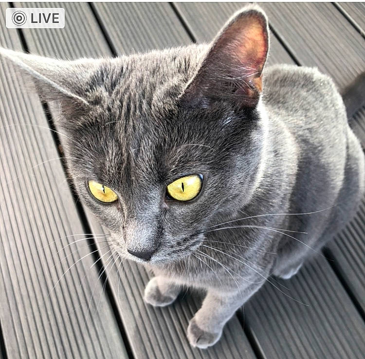 Poupette a rejoint le concours — aidez-le/la à gagner de superbes lots ! black_cat, carnivore, cat, domestic_short_haired_cat, eye, felidae, fur, grey, paw, russian_blue, sitting, small_to_medium_sized_cats, snout, terrestrial_animal, whiskers, window, wood