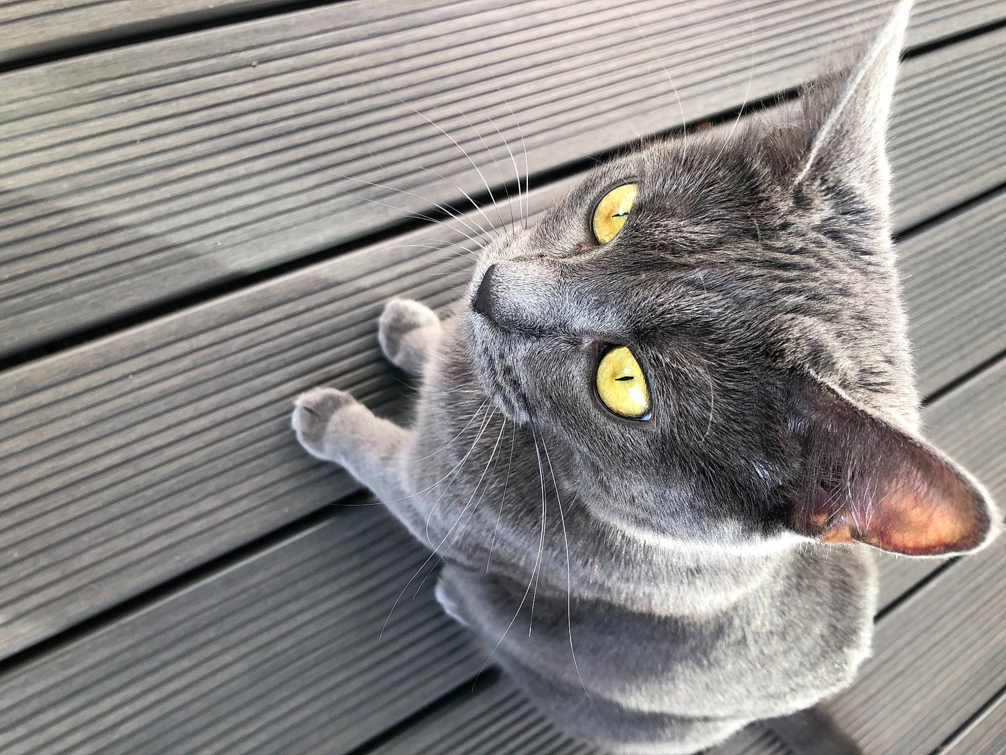 Poupette participe au concours pour gagner de l'argent avec cette photo : black_cat, carnivore, cat, chartreux, claw, domestic_short_haired_cat, ear, eye, felidae, fur, grey, paw, sitting, small_to_medium_sized_cats, snout, tail, terrestrial_animal, whiskers, window, wood