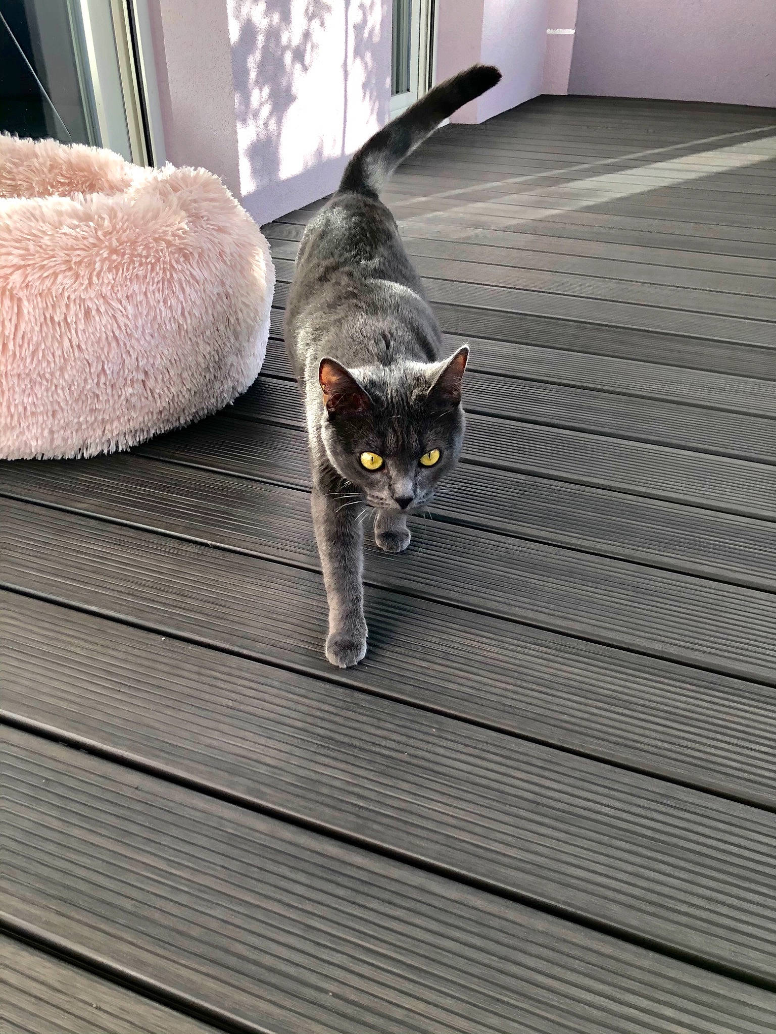 Poupette participe au concours pour gagner de l'argent avec cette photo : carnivore, cat, comfort, couch, domestic_short_haired_cat, felidae, floor, flooring, fur, grey, hardwood, human_leg, laminate_flooring, line, small_to_medium_sized_cats, snout, tail, whiskers, wood, wood_flooring