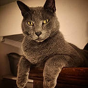 Shadow a rejoint le concours — aidez-le/la à gagner de superbes lots ! cat, gray_cat, yellow_eyes, feline, pet, animal, indoor, wooden_surface, paws, closeup, portrait, fur, relaxed, resting, whiskers, ears, muzzle, domestic_cat, looking_at_camera, warm_lighting