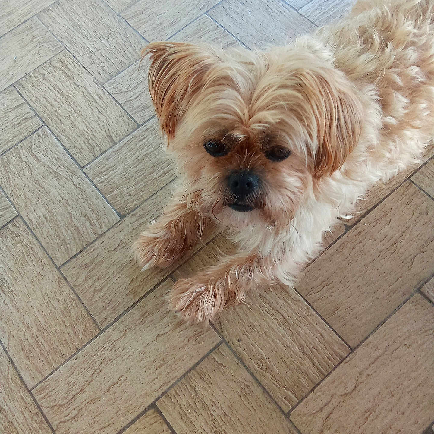 Oscar participe au concours pour gagner de l'argent avec cette photo : animal, canine, companion, cute, dog, domestic_animal, ears, face, floor, fluffy, fur, indoor, light_brown, looking_up, lying_down, paw, pet, resting, small_dog, tile_floor