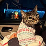 Evee is registered to the contest to win money with this photo: animal, blanket, car_interior, cat, christmas, clothing, cozy, cute, domestic_animal, feline, holiday_lights, human_hand, indoor, night, pet, portrait, santa_claus, tabby_cat, warm, window