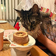 Evee is registered to the contest to win money with this photo: animal, birthday_cake, cat, celebration, closeup, collar, cup, curious, festive, food, hand, indoor, number_4_candle, party_hat, person, pet, plate, table, tshirt, wooden_table