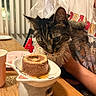 animal, birthday_cake, cat, celebration, closeup, collar, cup, curious, festive, food, hand, indoor, number_4_candle, party_hat, person, pet, plate, table, tshirt, wooden_table