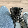 Evee is registered to the contest to win money with this photo: cat, clawing, closeup, couch, curious, domestic_animal, feline, floor, footwear, gray_pants, indoor, kitten, leg, paw, pet, tabby, whiskers, white_sneaker, wooden_floor, young_cat