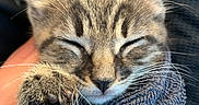 Evee is registered to the contest to win money with this photo: adorable, animal, cat, closeup, cozy, cute, fur, indoor, kitten, nap, paw, pet, relaxed, resting, sleeping, soft, tabby, towel, whiskers, young
