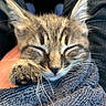 adorable, animal, cat, closeup, cozy, cute, fur, indoor, kitten, nap, paw, pet, relaxed, resting, sleeping, soft, tabby, towel, whiskers, young