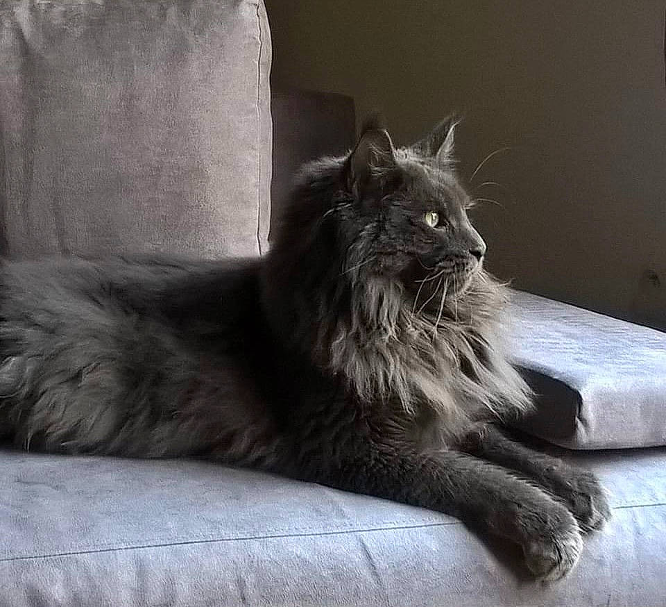 Lagoon a rejoint le concours — aidez-le/la à gagner de superbes lots ! black_cat, british_longhair, carnivore, cat, claw, comfort, domestic_short_haired_cat, felidae, fur, grey, human_leg, monochrome, monochrome_photography, paw, sitting, small_to_medium_sized_cats, snout, tail, whiskers, window