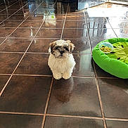 Buffy is registered to the contest to win money with this photo: puppy, dog, small_dog, fluffy, indoor, tiled_floor, brown_tiles, reflection, green_pet_bed, food_bowl, snack, doorway, water_bottles, sunlight, home_interior, sitting, looking_at_camera, cute, pet, floor