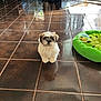 puppy, dog, small_dog, fluffy, indoor, tiled_floor, brown_tiles, reflection, green_pet_bed, food_bowl, snack, doorway, water_bottles, sunlight, home_interior, sitting, looking_at_camera, cute, pet, floor