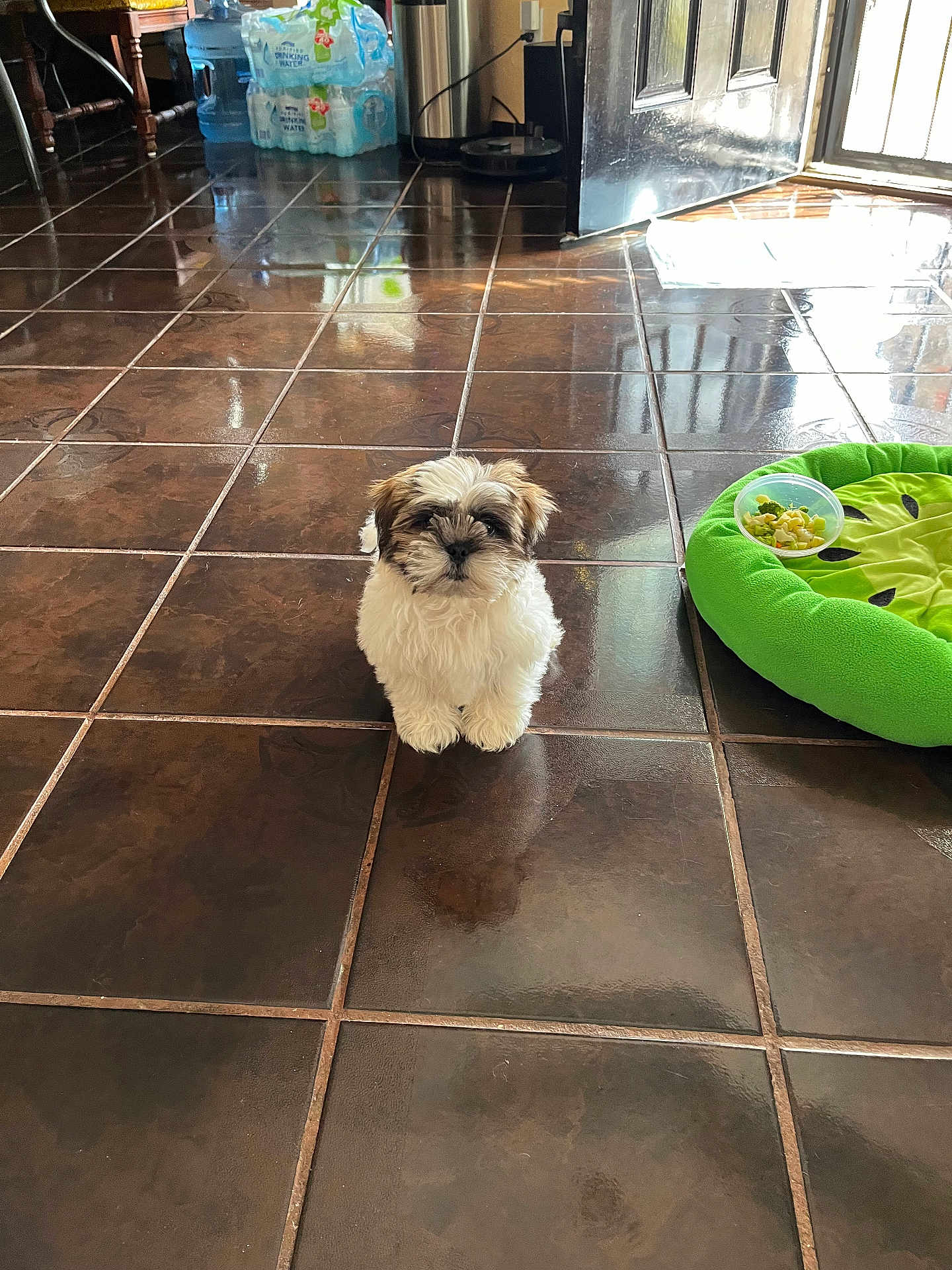 Buffy is registered to the contest to win money with this photo: puppy, dog, small_dog, fluffy, indoor, tiled_floor, brown_tiles, reflection, green_pet_bed, food_bowl, snack, doorway, water_bottles, sunlight, home_interior, sitting, looking_at_camera, cute, pet, floor