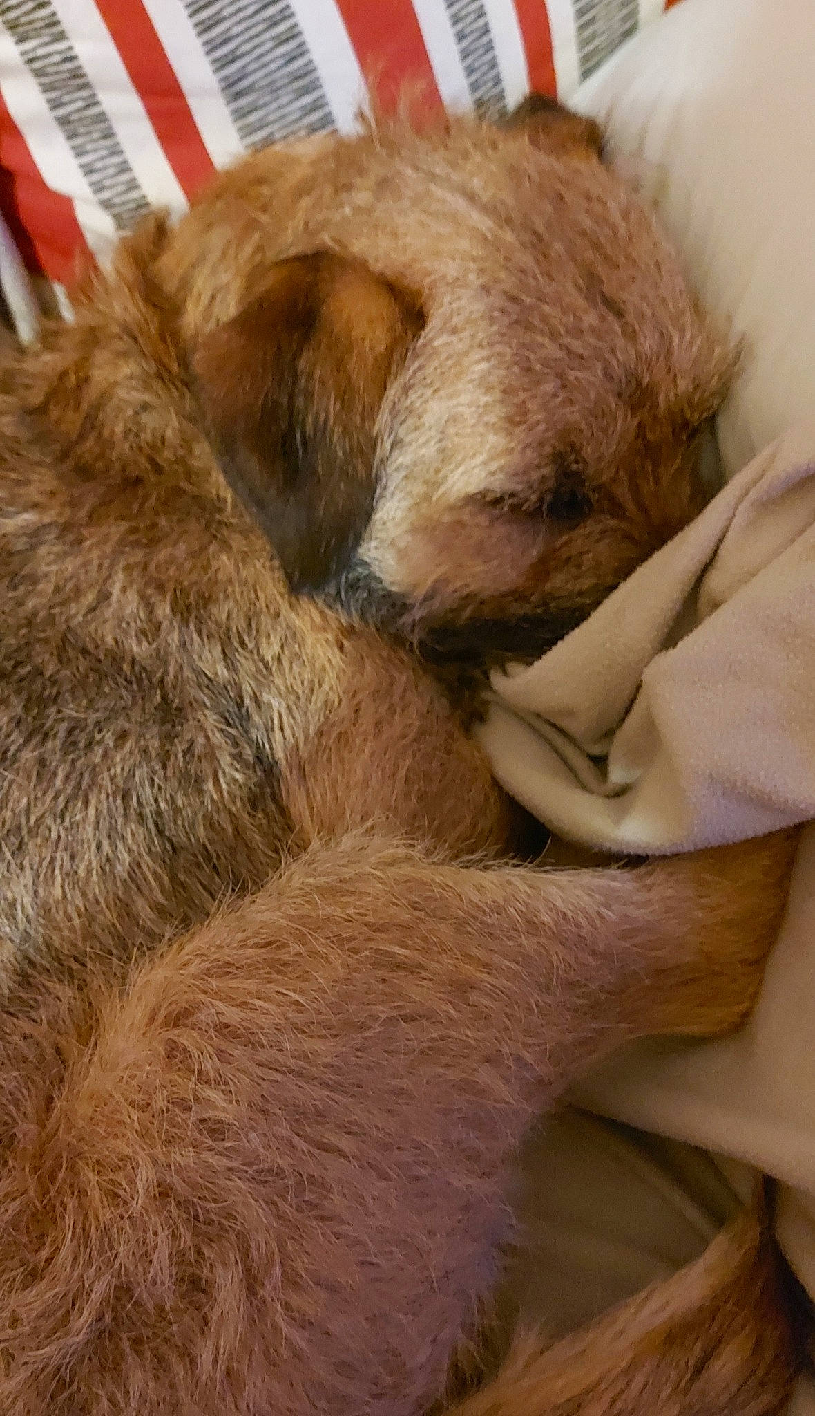 Sunny participe au concours pour gagner de l'argent avec cette photo : claw, comfort, companion_dog, dog_breed, fawn, felidae, fur, liver, natural_material, sloth, small_to_medium_sized_cats, snout, sporting_group, tail, terrestrial_animal, whiskers, wildlife, wood