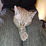 Nougat participe au concours pour gagner de l'argent avec cette photo : kitten, sleeping, paw, lap, person, jeans, casual, indoor, cozy, cute, animal, pet, feline, rest, relaxation, soft, fur, napping, comfort, home