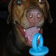Jersey joined the competition — help win amazing prizes! animal, brown_dog, canine, close_up, cute, dark_background, dog, domestic_animal, ears, face, happy, indoor, mouth, nose, pacifier, pet, playful, teeth, tongue, toy
