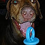 animal, brown_dog, canine, close_up, cute, dark_background, dog, domestic_animal, ears, face, happy, indoor, mouth, nose, pacifier, pet, playful, teeth, tongue, toy