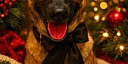 Vayana Viky participe au concours pour gagner de l'argent avec cette photo : dog, german_shepherd, bow_tie, christmas, holiday, decorations, twinkling_lights, pinecones, red_berries, cozy_blanket, festive, portrait, pet, animal, tongue_out, happy, indoors, warm_lighting, close_up, smiling