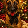 dog, german_shepherd, bow_tie, christmas, holiday, decorations, twinkling_lights, pinecones, red_berries, cozy_blanket, festive, portrait, pet, animal, tongue_out, happy, indoors, warm_lighting, close_up, smiling
