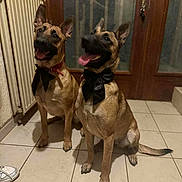 Vayana Viky a rejoint le concours — aidez-le/la à gagner de superbes lots ! dog, indoor, tile_floor, bow_tie, pet, canine, two_dogs, panting, ears_up, happy, waiting, domestic, floor, shoe, door, radiator, tongue_out, animal, companions, cute