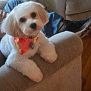 Cooper joined the competition — help win amazing prizes! armrest, autumn_leaves, bandana, casual, companion, couch, cozy, cute, dog, fluffy, home, indoor, jeans, living_room, person, pet, relaxing, sneakers, white_dog, wood_floor