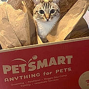 Frankie James joined the competition — help win amazing prizes! blue_eyes, box, brown_paper, cardboard_box, cat, close_up, curious, cute, ears, indoor, logo, packaging, pet, petsmart, portrait, retail_box, sitting, tissue_paper, whiskers, wooden_floor