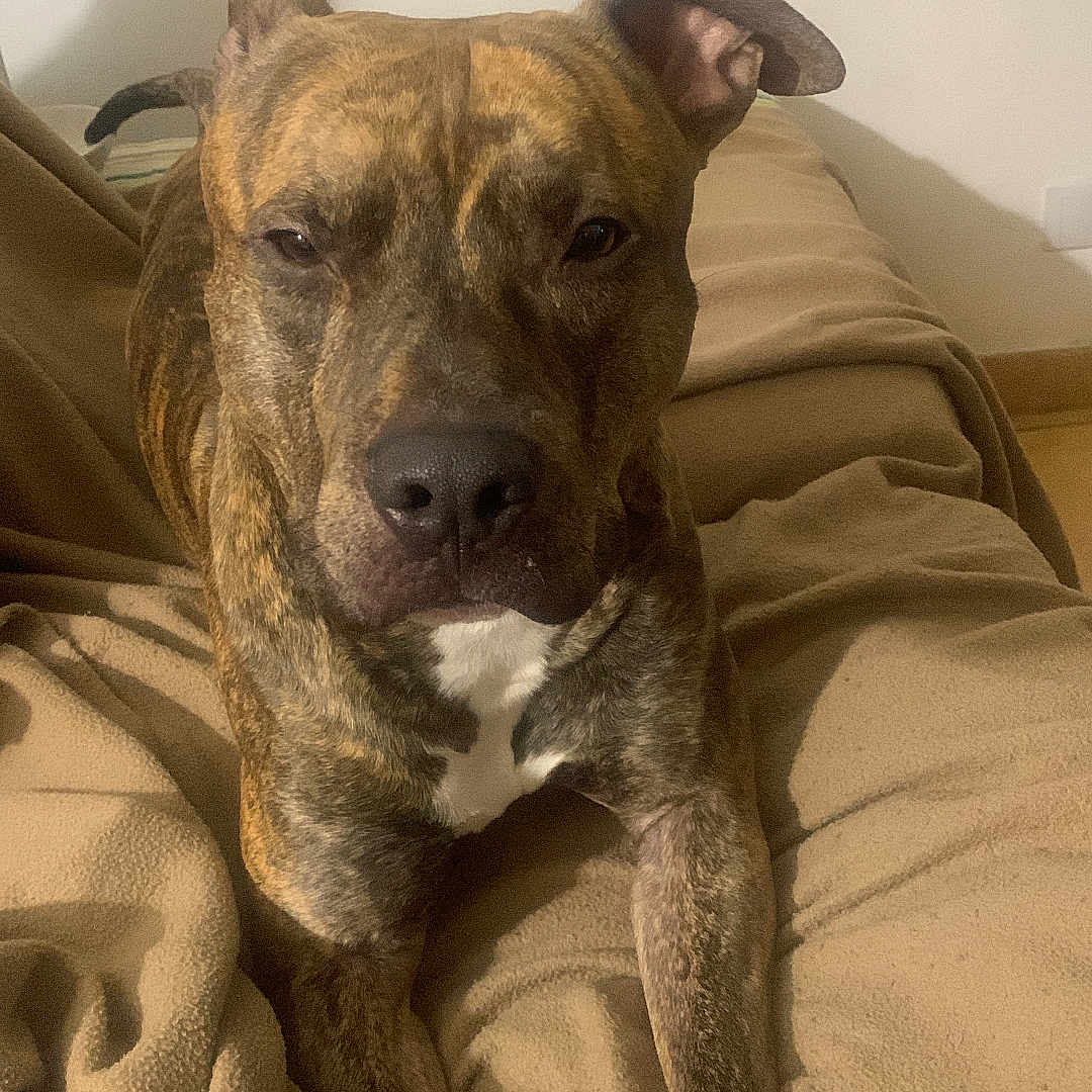 Derick participe au concours pour gagner de l'argent avec cette photo : animal, armchair, blanket, boxer, bulldog, canine, chair, couch, cushion, dog, frenchbulldog, furniture, homedecor, hound, labradorretriever, pet, pitbull, puppy, snout, terrier