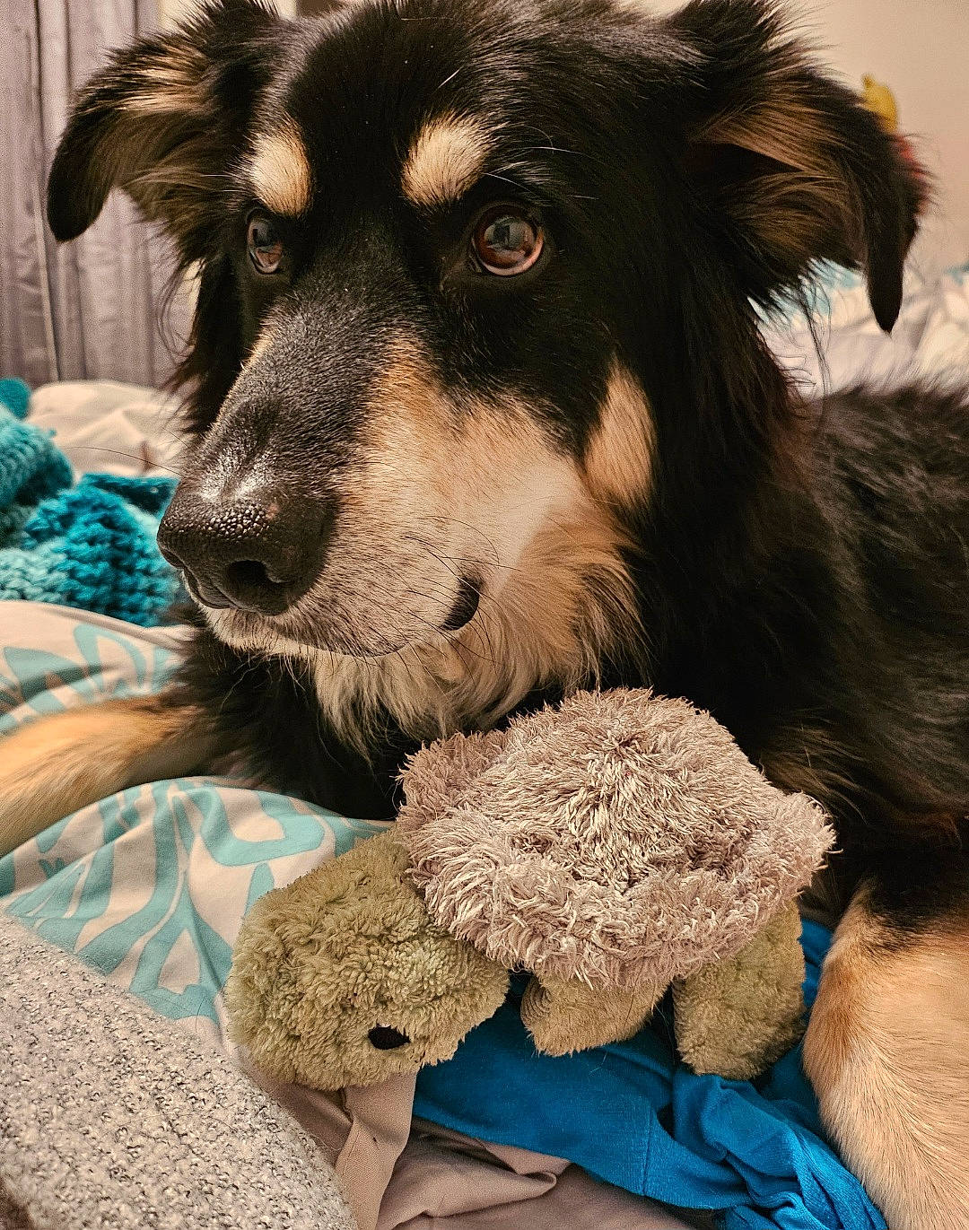 Dylan joined the competition — help win amazing prizes! ancient_dog_breeds, bedding, canidae, carnivore, companion_dog, dog, dog_breed, dog_supply, fur, herding_dog, linens, paw, pet_supply, photography, snout, sporting_group, tableware, whiskers, working_animal, working_dog