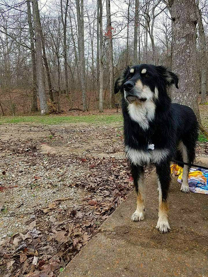 Dylan is registered to the contest to win money with this photo: australian_shepherd, border_collie, canidae, carnivore, companion_dog, dog, dog_breed, herding_dog, plant, sky, snout, soil, sporting_group, tail, terrestrial_animal, tree, twig, working_animal, working_dog