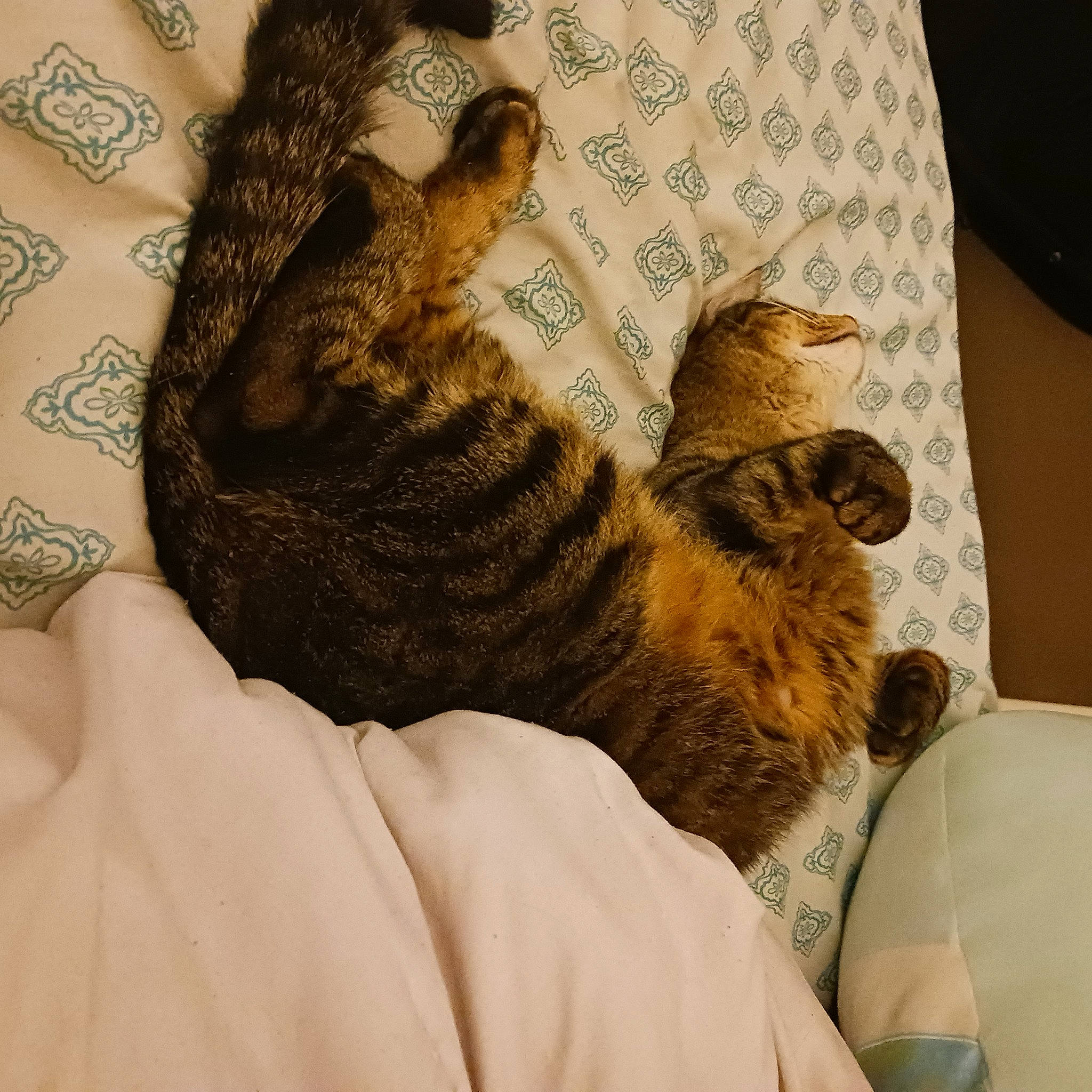 Prince joined the competition — help win amazing prizes! bed, carnivore, cat, claw, comfort, domestic_short_haired_cat, fawn, felidae, fur, human_leg, linens, mountain, nap, pattern, paw, sleep, small_to_medium_sized_cats, tail, whiskers